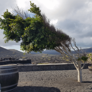 Resilient Leadership in Times of Crisis